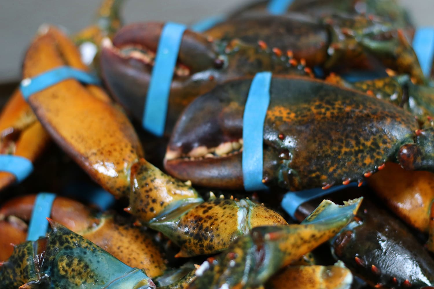 Food Service Bands Lee Rubber Products Quality Bands Since 1949